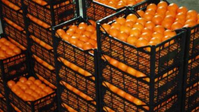 export mandarin oranges