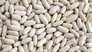 white bean exports