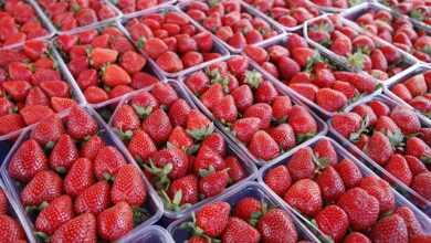 strawberry export