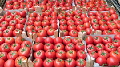 استيراد الطماطم من مصر