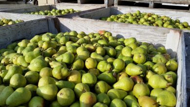 egyptian pear exports