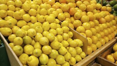 صادرات الليمون المصري