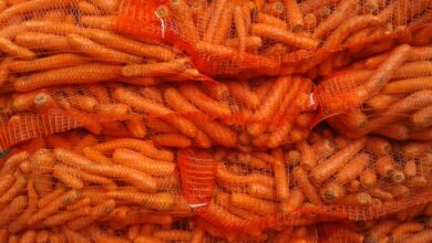 carrot export