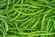 green beans exports