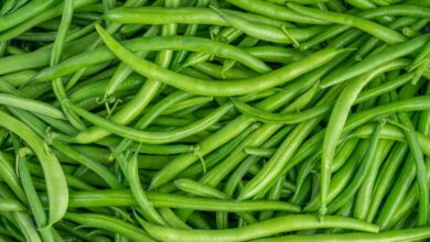 green beans exports