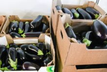 eggplant exports