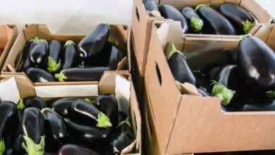 eggplant exports
